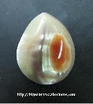 Abalone Shell Cabochon Abalone Shell Cabochon