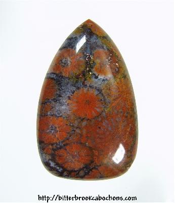 Agatized Coral Cabochon