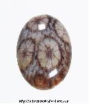 Agatized Coral Cabochon Agatized Coral Cabochon