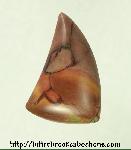 Butterfly Wing Jasper Cabochon Butterfly Wing Jasper Cabochon
