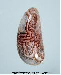 Lace Agate Lace Agate