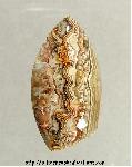 Lace Agate Cabochon Lace Agate Cabochon