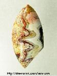 Lace Agate Cabochon Lace Agate Cabochon