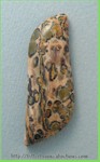 Leopardskin Jasper Leopardskin Jasper