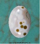 Ocean Jasper Cabochon Ocean Jasper Cabochon
