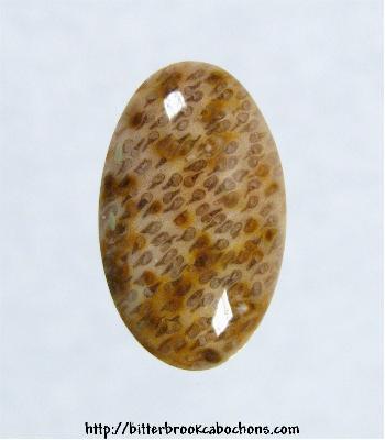 Palmwood Cabochon