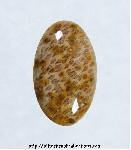 Palmwood Cabochon Palmwood Cabochon