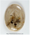 Petrified Wood Petrified Wood