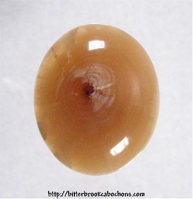 Petrified Wood Cabochon