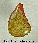 Petrified Wood Cabochon Petrified Wood Cabochon