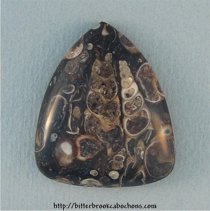 Turritella Jasper