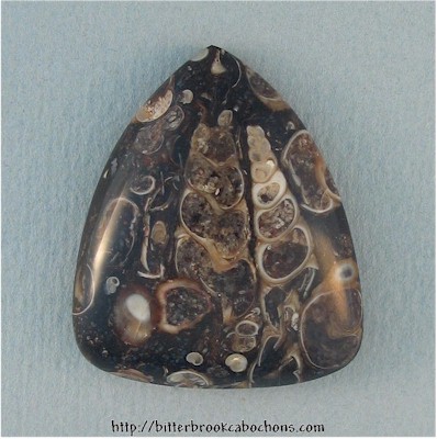 Turritella Jasper
