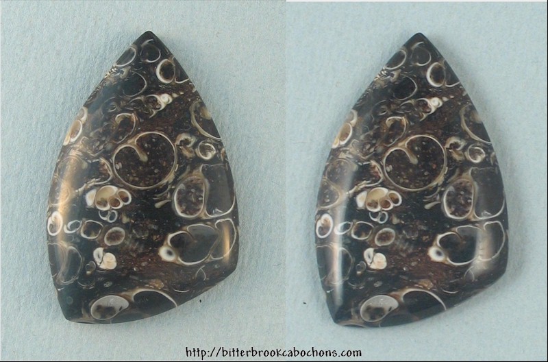 Turritella Jasper
