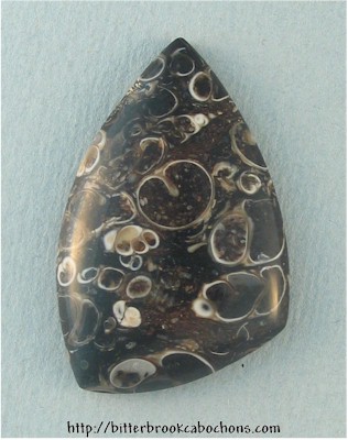 Turritella Jasper