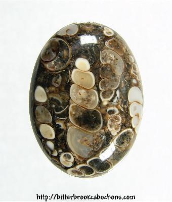 Turritella Jasper
