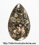 Turritella Jasper Cabochon Turritella Jasper Cabochon
